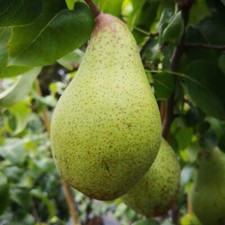 Birnenbaum „Gräfin von