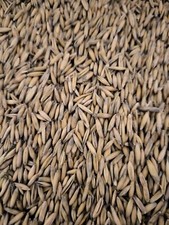 (0,78€/kg) Futterhafer 25 kg Hafer gereinigt Pferdefutter Geflügelfutter Getreid