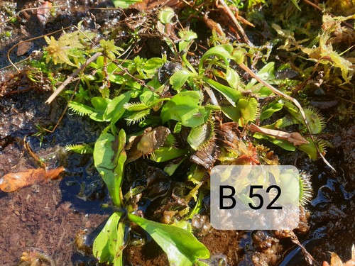 Verschiedene dionaea - 3,