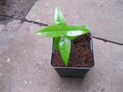 Eugenia