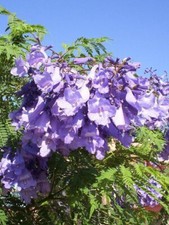 Palisanderholzbaum - Jacaranda mimosifolia, Pflanze