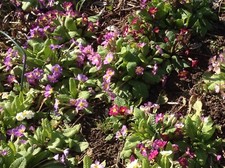 10 Primeln, winterh. Staude