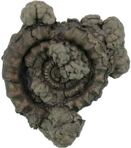 Lias echioceras raricostatum - ,