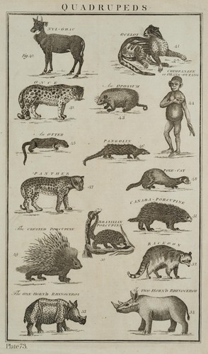 Quadrupeds panther - quadrupeds,,