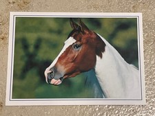 Pferdepostkarte, AK Pferde