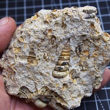 371gr Gastropod Granulolabium