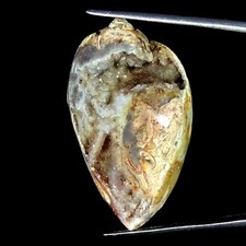 63.30Cts Natürlich Fossil