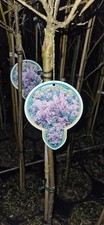 Syringa meyeri 'Palibin' /