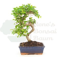 BONSAI Chinesische Ulme