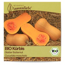 BIO Kürbis Samen Glatter Butternut Gemüse-Samen Saatgut Kürbissamen
