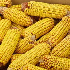 Maiskolben getrocknet 15 kg im Karton ca. 110 Stück Futter Mais