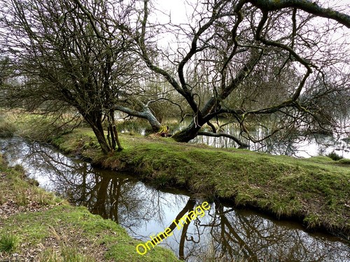 Foto 12x8 petworth park - foto,