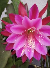 Epiphyllum atlantis - epiphyllum,
