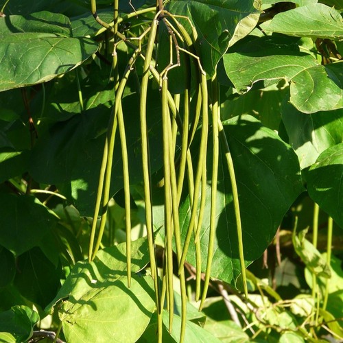 Trompetenbaum catalpa - trompetenbaum,