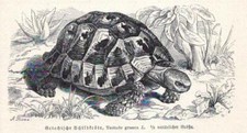 Griechische Schildkröte, Testudo graeca