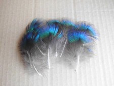 15  blaue Flaumfedern, Pfauenfedern, 4 - 5  cm , Basteln, Floristik