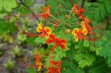 SAMEN Pfauenstrauch "Caesalpinia pulcherrima" exot Zierstrauch  wunderschönen B