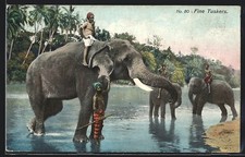 Ansichtskarte Fine tuskers, Arbeits-Elefanten am Wasser 