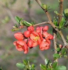 Zierquitte Mango Storm®