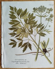 Liebstöckel Levisticum +