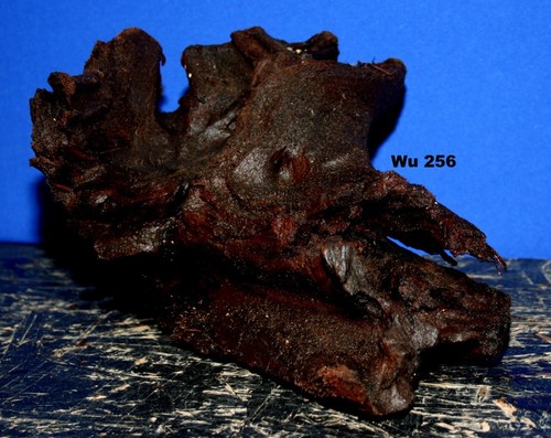 Mangrovenwurzel 256