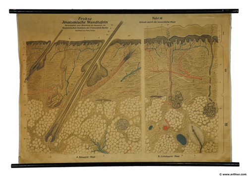 Alte medizinische lehrtafel - medizinische,