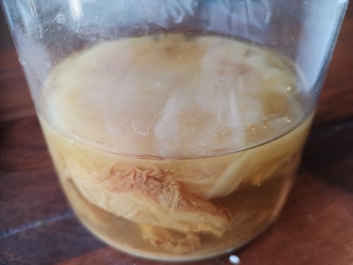 Kombucha pilz scoby aus - kombucha,
