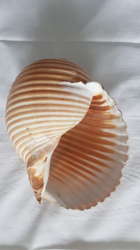 grosse,naturbelassene