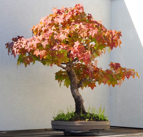 Samen veranda bonsai - veranda,
