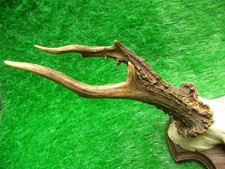 abnormer alter 6er Rehbock