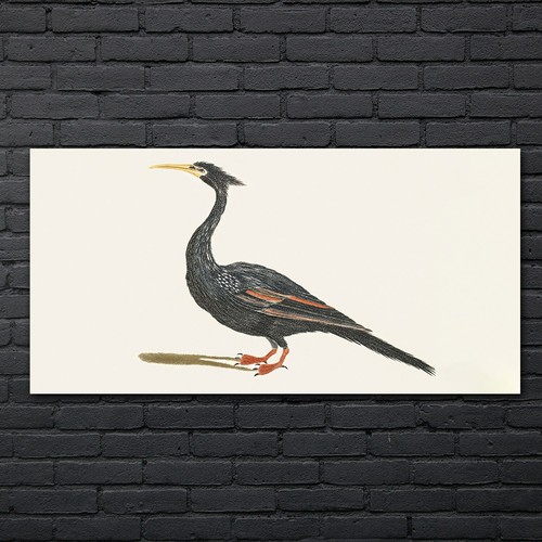 Zeichnung tier vogel kunst - tier,