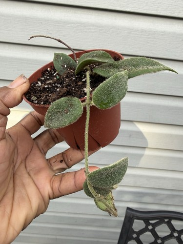 Hoya thomsonii well rooted - thomsonii,