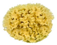 Badeschwamm Naturschwamm