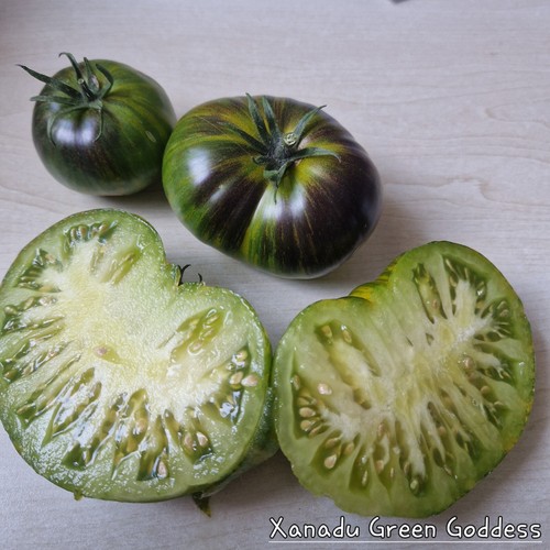 Tomate xanadu green goddess - tomate, 10
