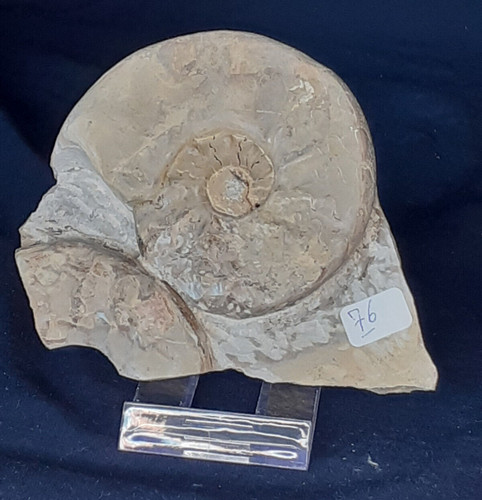 Ammonit ceratite komprimiert - ceratite,