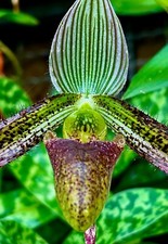 Paphiopedilum Species