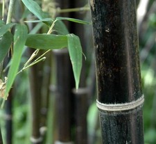 Phyllostachys nigra 70cm - nigra, 50-70cm