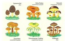 DDR Abziehbild Schiebebild