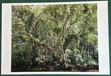 Thomas Struth Juquehy Tintenstahldruck 2004 handsigniert