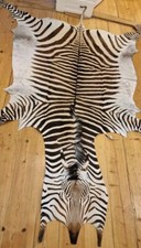 Hartmann Bergzebra Zebrafell NEU Gr. XL (2024) top Zustand + Cites Wildzebra #A8