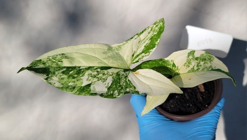 Syngonium albo variegated - syngonium, albo,