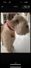 Steiff Terrier Foxy