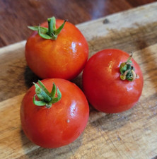 Tomate' Beste von Allen '