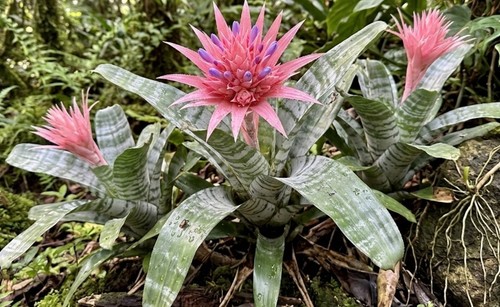 002369a aechmea fasciata - aechmea,