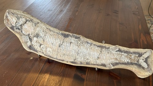 Top schnabelfisch vinctifer - top,