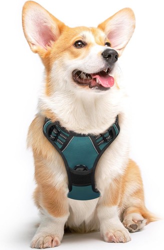Hundegeschirr für - hundegeschirr,