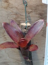 Neoregelia  Semiramis