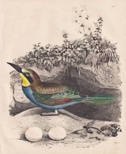 Bienenfresser bee eater vogel - bee-eater,