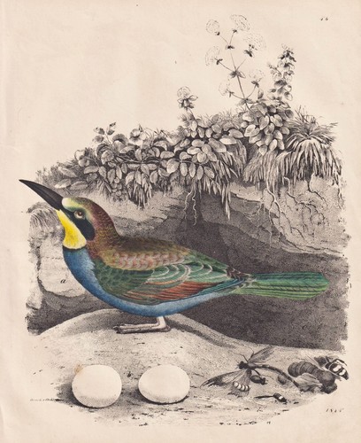 Bienenfresser bee eater vogel - bienenfresser, bee-eater