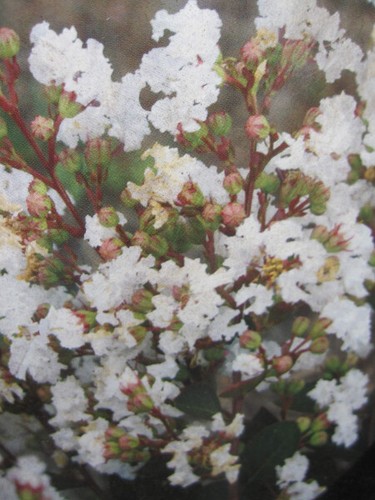 Lagerstroemia indica acoma - indica,